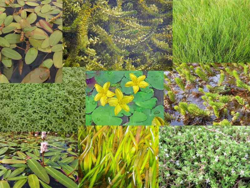 H2O Unterwasserpflanzen Sortiment